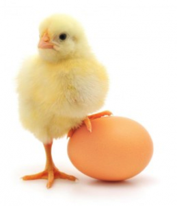 Cover photo for Poultry Show and Auction at the Wilson County Fair!
