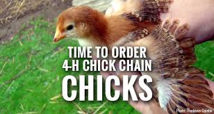 Time to Order 4-H Chick Chain Chicks