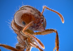 Solenopsis invecta - Fire Ant Worker