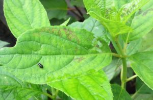 Red-headed flea beetle on leaf