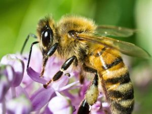 Cover photo for Wilson County Beekeepers Meeting, May 3
