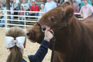 Cover photo for Wilson County 4-H Livestock Show & Sale- Interest Meeting