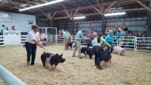 Cover photo for Wilson County Fair - Livestock Show Entries