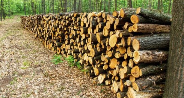 Stacks of logs