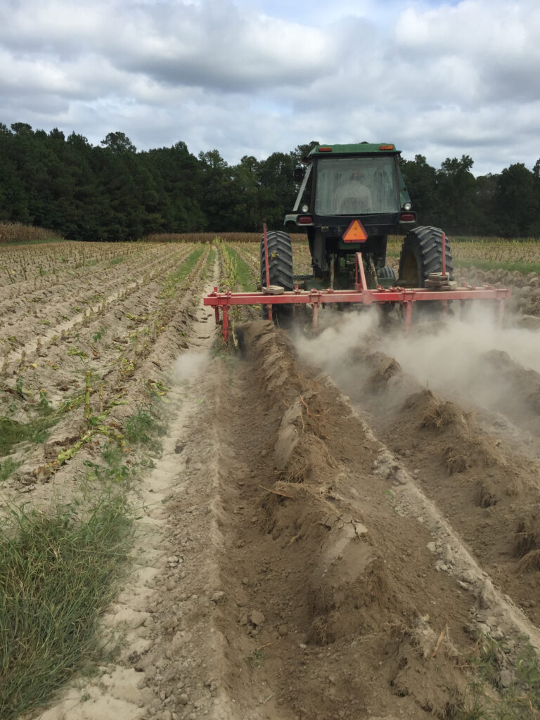 Plowing tobacco roots