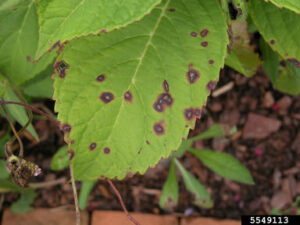 Cover photo for Cercospora Leaf Spot on Hydrangea Macrophylla