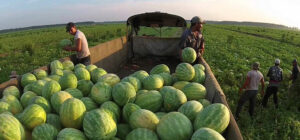 Cover photo for Recording of 2024 NC Watermelon Production Meeting