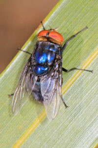 Cover photo for New World Screwworm- Updates and NCDA&CS State Vet's Office Webinar